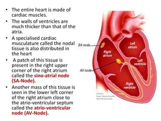 • The entire heart is made of
cardiac muscles.
• The walls of ventricles are
much thicker than that of the
atria.
• A specialised cardiac
musculature called the nodal
tissue is also distributed in
the heart
• A patch of this tissue is
present in the right upper
corner of the right atrium
called the sino-atrial node
(SA-Node).
• Another mass of this tissue is
seen in the lower left corner
of the right atrium close to
the atrio-ventricular septum
called the atrio-ventricular
node (AV-Node).
 