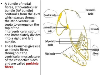• A bundle of nodal
fibres, atrioventricular
bundle (AV bundle)
continues from the AVN
which passes through
the atrio-ventricular
septa to emerge on the
top of the
interventricular septum
and immediately divides
into a right and left
bundle.
• These branches give rise
to minute fibres
throughout the
ventricular musculature
of the respective sides
and are called purkinje
fibres
 