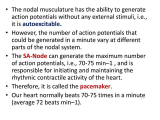 • The nodal musculature has the ability to generate
action potentials without any external stimuli, i.e.,
it is autoexcitable.
• However, the number of action potentials that
could be generated in a minute vary at different
parts of the nodal system.
• The SA-Node can generate the maximum number
of action potentials, i.e., 70-75 min–1 , and is
responsible for initiating and maintaining the
rhythmic contractile activity of the heart.
• Therefore, it is called the pacemaker.
• Our heart normally beats 70-75 times in a minute
(average 72 beats min–1).
 