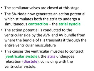 • The semilunar valves are closed at this stage.
• The SA-Node now generates an action potential
which stimulates both the atria to undergo a
simultaneous contraction – the atrial systole
• The action potential is conducted to the
ventricular side by the AVN and AV bundle from
where the bundle of His transmits it through the
entire ventricular musculature
• This causes the ventricular muscles to contract,
(ventricular systole), the atria undergoes
relaxation (diastole), coinciding with the
ventricular systole.
 