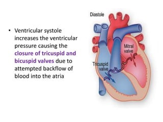 • Ventricular systole
increases the ventricular
pressure causing the
closure of tricuspid and
bicuspid valves due to
attempted backflow of
blood into the atria
 