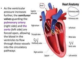 • As the ventricular
pressure increases
further, the semilunar
valves guarding the
pulmonary artery
(right side) and the
aorta (left side) are
forced open, allowing
the blood in the
ventricles to flow
through these vessels
into the circulatory
pathways
 