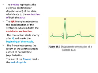 • The P-wave represents the
electrical excitation (or
depolarisation) of the atria,
which leads to the contraction
of both the atria.
• The QRS complex represents
the depolarisation of the
ventricles, which initiates the
ventricular contraction.
• The contraction starts shortly
after Q and marks the
beginning of the systole.
• The T-wave represents the
return of the ventricles from
excited to normal state
(repolarisation).
• The end of the T-wave marks
the end of systole.
 