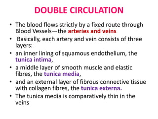 DOUBLE CIRCULATION
• The blood flows strictly by a fixed route through
Blood Vessels—the arteries and veins
• Basically, each artery and vein consists of three
layers:
• an inner lining of squamous endothelium, the
tunica intima,
• a middle layer of smooth muscle and elastic
fibres, the tunica media,
• and an external layer of fibrous connective tissue
with collagen fibres, the tunica externa.
• The tunica media is comparatively thin in the
veins
 