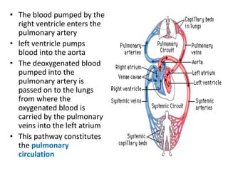 • The blood pumped by the
right ventricle enters the
pulmonary artery
• left ventricle pumps
blood into the aorta
• The deoxygenated blood
pumped into the
pulmonary artery is
passed on to the lungs
from where the
oxygenated blood is
carried by the pulmonary
veins into the left atrium
• This pathway constitutes
the pulmonary
circulation
 