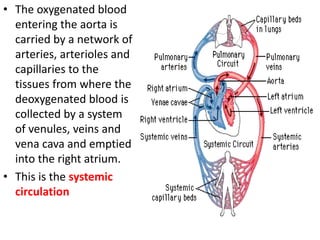 • The oxygenated blood
entering the aorta is
carried by a network of
arteries, arterioles and
capillaries to the
tissues from where the
deoxygenated blood is
collected by a system
of venules, veins and
vena cava and emptied
into the right atrium.
• This is the systemic
circulation
 