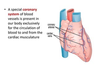 • A special coronary
system of blood
vessels is present in
our body exclusively
for the circulation of
blood to and from the
cardiac musculature
 