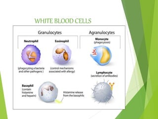 WHITE BLOOD CELLS
 