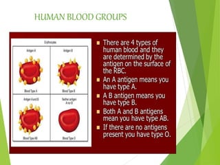 HUMAN BLOOD GROUPS
 