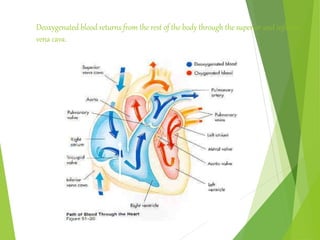 Deoxygenated blood returns from the rest of the body through the superior and inferior
vena cava.
 