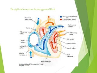 The right atrium receives the deoxygenated blood.
 