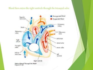 Blood then enters the right ventricle through the tricuspid valve.
 
