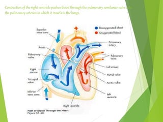 To lungs
Contraction of the right ventricle pushes blood through the pulmonary semilunar valve into
the pulmonary arteries in which it travels to the lungs.
 