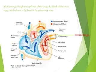 From lungs
After passing through the capillaries of the lungs, the blood which is now
oxygenated returns to the heart in the pulmonary veins.
 
