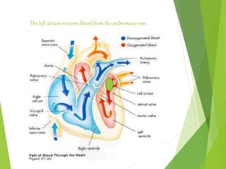 The left atrium receives blood from the pulmonary vein.
 