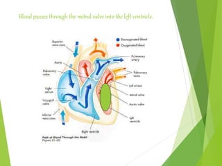 Blood passes through the mitral valve into the left ventricle.
 