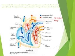 To rest of
body
Contraction of the left ventricle pushes blood through the aortic semilunar valve into the aorta. Blood travels to all
regions of the body where it feeds cells with oxygen picked up from the lungs and nutrients from the digestive tract.
 