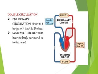 DOUBLE CIRCULATION
 PULMONARY
CIRCULATION-Heart to the
lungs and back to the heart.
 SYSTEMIC CIRCULATION-
heart to body parts and back
to the heart
 