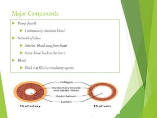 Major Components
 Pump (heart)
 Continuously circulates blood
 Network of tubes
 Arteries- blood away from heart
 Veins- blood back to the heart
 Blood
 Fluid that fills the circulatory system
 