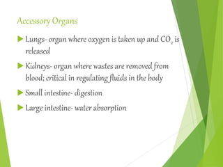 Accessory Organs
 Lungs- organ where oxygen is taken up and CO2 is
released
 Kidneys- organ where wastes are removed from
blood; critical in regulating fluids in the body
 Small intestine- digestion
 Large intestine- water absorption
 