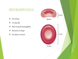 RED BLOOD CELLS
 No nucleus
 120 days life
 More room for haemoglobin
 Biconcave in shape
 size about 7 micron
 