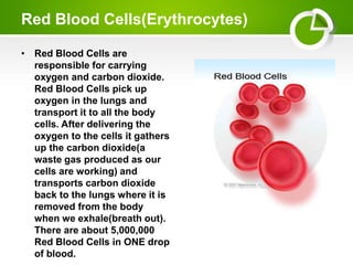 Red Cell Function Circulatory System | PPT