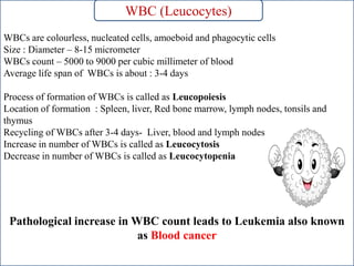 WBCs are colourless, nucleated cells, amoeboid and phagocytic cells
Size : Diameter – 8-15 micrometer
WBCs count – 5000 to 9000 per cubic millimeter of blood
Average life span of WBCs is about : 3-4 days
Process of formation of WBCs is called as Leucopoiesis
Location of formation : Spleen, liver, Red bone marrow, lymph nodes, tonsils and
thymus
Recycling of WBCs after 3-4 days- Liver, blood and lymph nodes
Increase in number of WBCs is called as Leucocytosis
Decrease in number of WBCs is called as Leucocytopenia
Pathological increase in WBC count leads to Leukemia also known
as Blood cancer
WBC (Leucocytes)
 