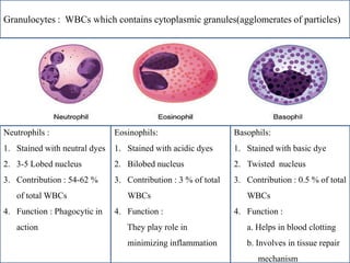 Granulocytes : WBCs which contains cytoplasmic granules(agglomerates of particles)
Neutrophils :
1. Stained with neutral dyes
2. 3-5 Lobed nucleus
3. Contribution : 54-62 %
of total WBCs
4. Function : Phagocytic in
action
Eosinophils:
1. Stained with acidic dyes
2. Bilobed nucleus
3. Contribution : 3 % of total
WBCs
4. Function :
They play role in
minimizing inflammation
Basophils:
1. Stained with basic dye
2. Twisted nucleus
3. Contribution : 0.5 % of total
WBCs
4. Function :
a. Helps in blood clotting
b. Involves in tissue repair
. .mechanism
 
