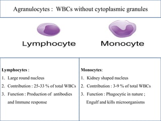 Agranulocytes : WBCs without cytoplasmic granules
Lymphocytes :
1. Large round nucleus
2. Contribution : 25-33 % of total WBCs
3. Function : Production of antibodies
and Immune response
Monocytes:
1. Kidney shaped nucleus
2. Contribution : 3-9 % of total WBCs
3. Function : Phagocytic in nature ;
Engulf and kills microorganisms
 