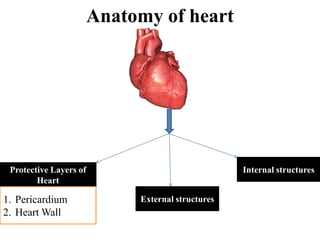 Anatomy of heart
Protective Layers of
Heart
Internal structures
External structures
1. Pericardium
2. Heart Wall
 