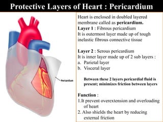 Protective Layers of Heart : Pericardium
Heart is enclosed in doubled layered
membrane called as pericardium.
Layer 1 : Fibrous pericardium
It is outermost layer made up of tough
inelastic fibrous connective tissue
Layer 2 : Serous pericardium
It is inner layer made up of 2 sub layers :
a. Parietal layer
b. Visceral layer
Between these 2 layers pericardial fluid is
present; minimizes friction between layers
Function :
1.It prevent overextension and overloading
of heart
2. Also shields the heart by reducing
external friction
 
