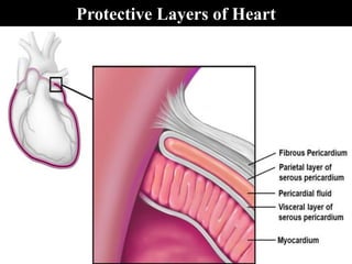 Protective Layers of Heart
 