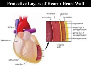 Protective Layers of Heart : Heart Wall
 
