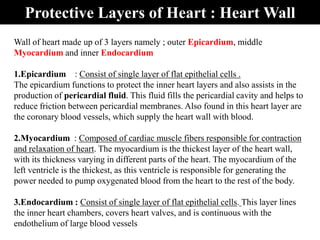 Protective Layers of Heart : Heart Wall
Wall of heart made up of 3 layers namely ; outer Epicardium, middle
Myocardium and inner Endocardium
1.Epicardium : Consist of single layer of flat epithelial cells .
The epicardium functions to protect the inner heart layers and also assists in the
production of pericardial fluid. This fluid fills the pericardial cavity and helps to
reduce friction between pericardial membranes. Also found in this heart layer are
the coronary blood vessels, which supply the heart wall with blood.
2.Myocardium : Composed of cardiac muscle fibers responsible for contraction
and relaxation of heart. The myocardium is the thickest layer of the heart wall,
with its thickness varying in different parts of the heart. The myocardium of the
left ventricle is the thickest, as this ventricle is responsible for generating the
power needed to pump oxygenated blood from the heart to the rest of the body.
3.Endocardium : Consist of single layer of flat epithelial cells. This layer lines
the inner heart chambers, covers heart valves, and is continuous with the
endothelium of large blood vessels
 