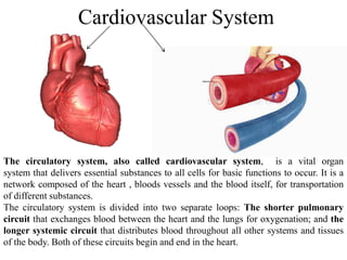 Cardiovascular System
The circulatory system, also called cardiovascular system, is a vital organ
system that delivers essential substances to all cells for basic functions to occur. It is a
network composed of the heart , bloods vessels and the blood itself, for transportation
of different substances.
The circulatory system is divided into two separate loops: The shorter pulmonary
circuit that exchanges blood between the heart and the lungs for oxygenation; and the
longer systemic circuit that distributes blood throughout all other systems and tissues
of the body. Both of these circuits begin and end in the heart.
 