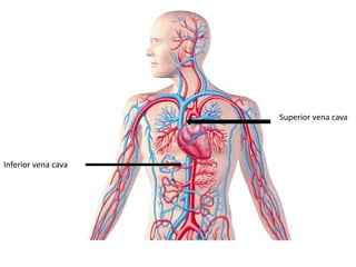 Superior vena cava
Inferior vena cava
 