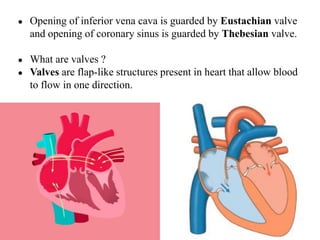 ● Opening of inferior vena cava is guarded by Eustachian valve
and opening of coronary sinus is guarded by Thebesian valve.
● What are valves ?
● Valves are flap-like structures present in heart that allow blood
to flow in one direction.
 