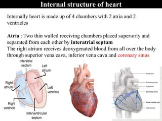 Internal structure of heart
Internally heart is made up of 4 chambers with 2 atria and 2
ventricles
Atria : Two thin walled receiving chambers placed superiorly and
separated from each other by interatrial septum
The right atrium receives deoxygenated blood from all over the body
through superior vena cava, inferior vena cava and coronary sinus
 