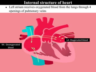 ● Left atrium receives oxygenated blood from the lungs through 4
openings of pulmonary veins
Internal structure of heart
RA : Deoxygenated
blood
LA: Oxygenated blood
 