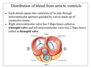 Distribution of blood from atria to ventricle
● Each atrium opens into ventricles of its side through
atrioventricular aperture guarded by valves made up of
connective tissue.
● Right atrioventricular valve has 3 flaps hence called as
tricuspid valve and left atrioventricular valve has 2 flaps hence
called as bicuspid valve
 