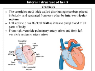 Ventricles
● The ventricles are 2 thick walled distributing chambers placed
inferiorly and separated from each other by interventricular
septum
● Left ventricle has thickest wall as it has to pump blood to all
parts of body.
● From right ventricle pulmonary artery arises and from left
ventricle systemic artery arises
Internal structure of heart
 