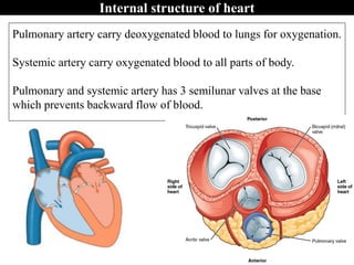 Pulmonary artery carry deoxygenated blood to lungs for oxygenation.
Systemic artery carry oxygenated blood to all parts of body.
Pulmonary and systemic artery has 3 semilunar valves at the base
which prevents backward flow of blood.
Internal structure of heart
 