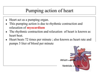 Pumping action of heart
● Heart act as a pumping organ.
● This pumping action is due to rhythmic contraction and
relaxation of myocardium
● The rhythmic contraction and relaxation of heart is known as
heart beat.
● Heart beats 72 times per minute ; also known as heart rate and
pumps 5 liter of blood per minute
 