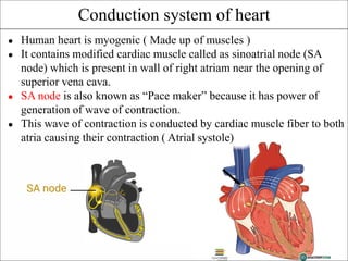 Conduction system of heart
● Human heart is myogenic ( Made up of muscles )
● It contains modified cardiac muscle called as sinoatrial node (SA
node) which is present in wall of right atriam near the opening of
superior vena cava.
● SA node is also known as “Pace maker” because it has power of
generation of wave of contraction.
● This wave of contraction is conducted by cardiac muscle fiber to both
atria causing their contraction ( Atrial systole)
 