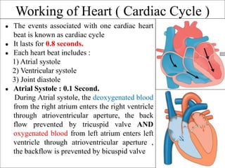 Working of Heart ( Cardiac Cycle )
● The events associated with one cardiac heart
beat is known as cardiac cycle
● It lasts for 0.8 seconds.
● Each heart beat includes :
1) Atrial systole
2) Ventricular systole
3) Joint diastole
● Atrial Systole : 0.1 Second.
During Atrial systole, the deoxygenated blood
from the right atrium enters the right ventricle
through atrioventricular aperture, the back
flow prevented by tricuspid valve AND
oxygenated blood from left atrium enters left
ventricle through atrioventricular aperture ,
the backflow is prevented by bicuspid valve
 