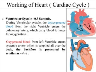 Working of Heart ( Cardiac Cycle )
● Ventricular Systole : 0.3 Seconds.
During Ventricular systole, the deoxygenated
blood from the right Ventricle enters the
pulmonary artery, which carry blood to lungs
for oxygenation .
Oxygenated blood from left Ventricle enters
systemic artery which is supplied all over the
body, the backflow is prevented by
semilunar valve .
 