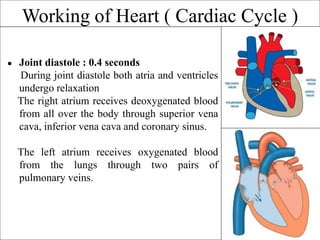 Working of Heart ( Cardiac Cycle )
● Joint diastole : 0.4 seconds
During joint diastole both atria and ventricles
undergo relaxation
The right atrium receives deoxygenated blood
from all over the body through superior vena
cava, inferior vena cava and coronary sinus.
The left atrium receives oxygenated blood
from the lungs through two pairs of
pulmonary veins.
 