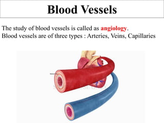 Blood Vessels
The study of blood vessels is called as angiology.
Blood vessels are of three types : Arteries, Veins, Capillaries
 