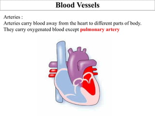 Blood Vessels
Arteries :
Arteries carry blood away from the heart to different parts of body.
They carry oxygenated blood except pulmonary artery
 