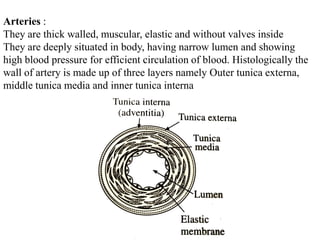 Arteries :
They are thick walled, muscular, elastic and without valves inside
They are deeply situated in body, having narrow lumen and showing
high blood pressure for efficient circulation of blood. Histologically the
wall of artery is made up of three layers namely Outer tunica externa,
middle tunica media and inner tunica interna
 